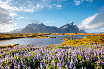 Beautiful view of lupine flowers on sunny day. Location Stokksnes cape, Vestrahorn, Iceland, Europe.