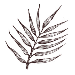 Hand drawn illustration of palm leaf. For pattern, logo, template, banner, posters, invitation and greeting card design.