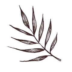 Hand drawn illustration of palm leaf. For pattern, logo, template, banner, posters, invitation and greeting card design.