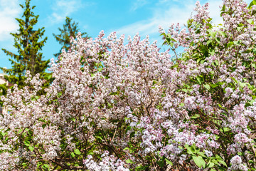 Obraz premium Blooming lilac Bush