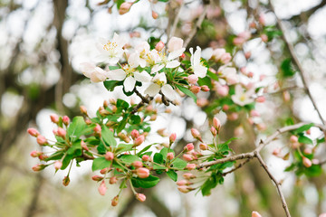white, pink flowers of apple in spring on a branch