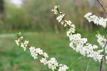 white flowers of the garden tree, cherry  on the branch