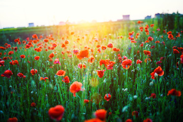 Beautiful field of red poppies in the sunset light