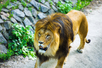 Beautiful Mighty Lion