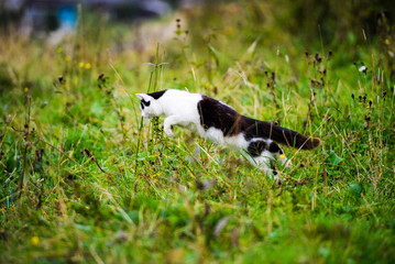 hunting cat jumping through grass