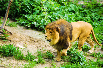 Naklejka premium Beautiful Mighty Lion