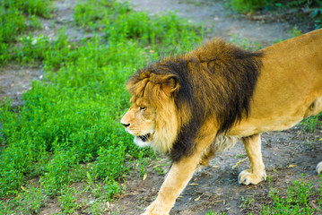 Beautiful Mighty Lion