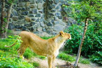 lioness