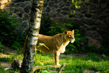 lioness