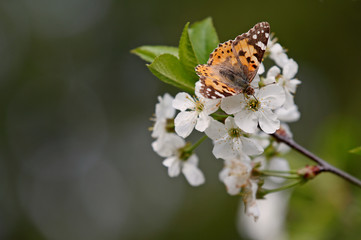 Painted lady butterfly, Vanessa cardui in blooming cherry flowers