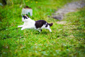 Naklejka na ściany i meble hunting cat jumping through grass