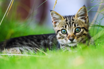 Naklejka na ściany i meble Cute little kitten on green grass