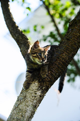 Cute little kitten on a tree