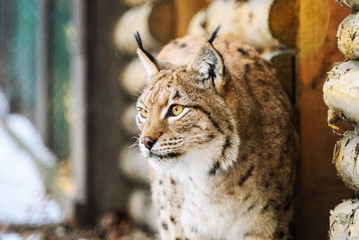 lynx in winter