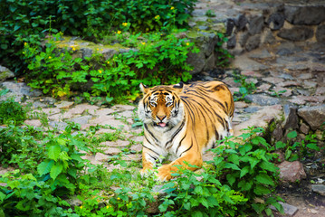 Fototapeta na wymiar Beautiful tiger