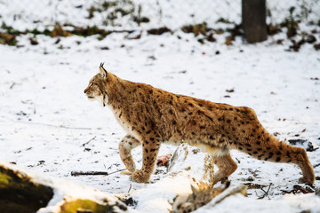 lynx hunting in winter