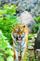 Beautiful tiger