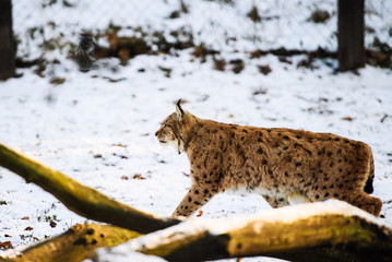 lynx in winter