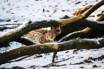 A lynx child hiding behind a tree in the snow