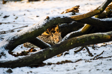 lynx in winter