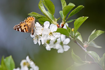Painted lady butterfly, Vanessa cardui in blooming cherry flowers