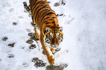 Beautiful Amur tiger on snow. Tiger in winter forest