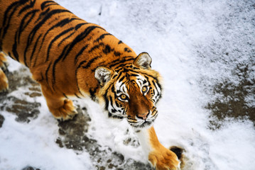 Beautiful Amur tiger on snow. Tiger in winter forest