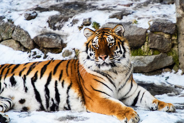 Beautiful Amur tiger on snow. Tiger in winter forest