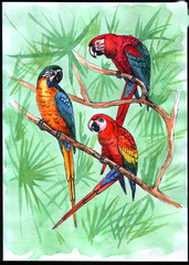 Hand drawn three ara parrots on a tree branch