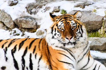 Beautiful Amur tiger on snow. Tiger in winter forest