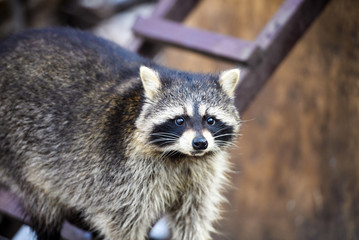 Raccoon portrait