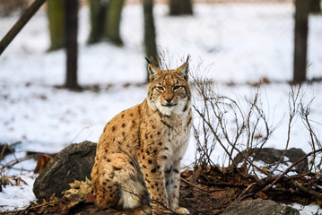 Naklejka na ściany i meble lynx in winter