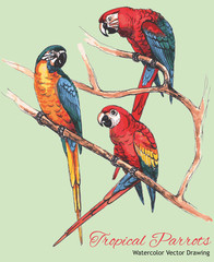 Hand drawn three ara parrots on a tree branch - 269360033