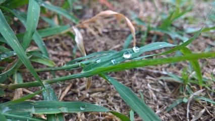 water on the grass