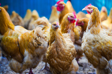 chicken on a farm