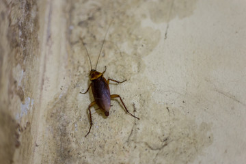 Cockroaches on the floor of the old bathroom wall (cockroaches) 