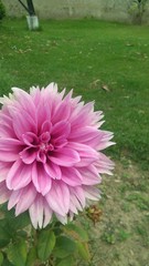 pink flowers in the garden