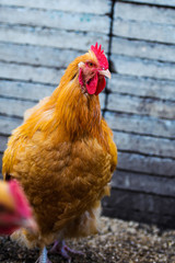 chicken on a farm