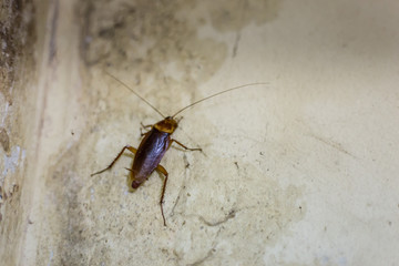 Cockroaches on the floor of the old bathroom wall (cockroaches) 