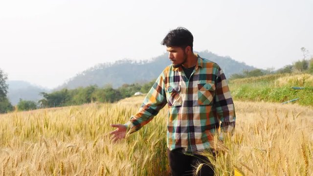 Male farmer checking yellow wheat organic in his farm