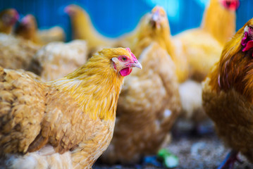 chicken on a farm