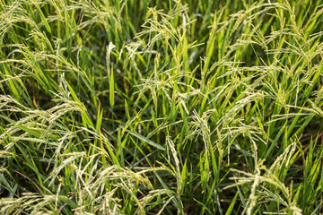 Jasmine rice fields in Thailand