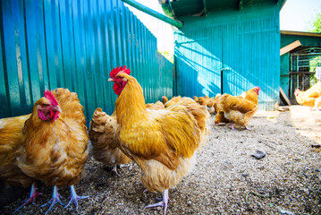 chicken on a farm