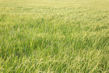 Jasmine rice fields in Thailand