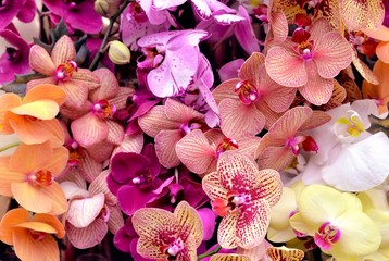 Colorful bouquet of flowers orchid, composing floral 