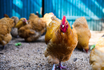 chicken on a farm