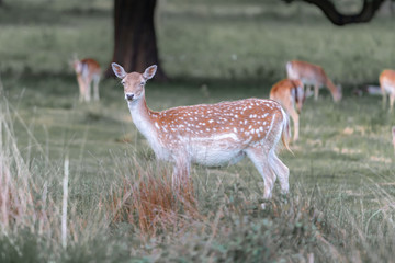 fallow deer in the forest