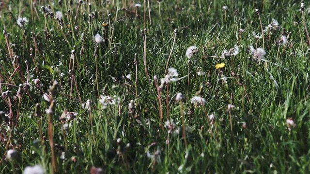 Beautiful fluffy white dandelions in spring field in sunny day.