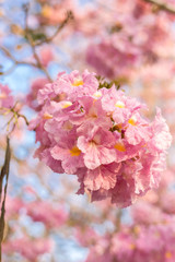 Pantip pink or pink Pantip, cherry blossoms bloom during the season and morning light. 