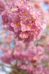 Pantip pink or pink Pantip, cherry blossoms bloom during the season and morning light. 